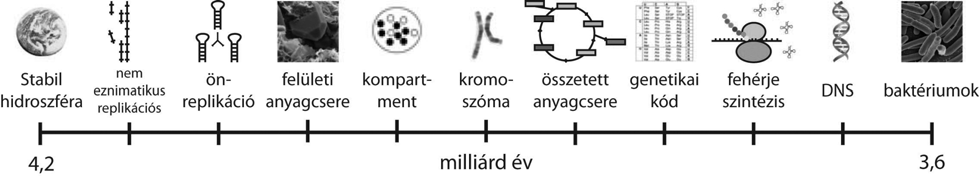 2. ábra. Az RNS-világ főbb lépései. A földi óceánok megjelenése és az első baktérium-fosszíliák kora között helyezkedett el.