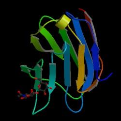 10. ábra. A galektin-3 (Gal-3) kristályszerkezete. Röntgen-krisztallográfiás eljárással felderített szerkezeti kép ligand jelenlétében. Consortium for Functional Glycomics, 2002-2003.