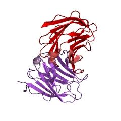 Gal-3 fő forrásai az alveoláris makrofágok [130], de más immunsejtek is termelhetik: neutrofil [131], eozinofil [132], bazofil granulociták és hízósejtek [133], dendritikus sejtek [134].