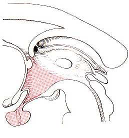 agykamra sella turcica diaphragma sellae (dura mater kettıs