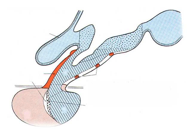 Pars tuberalis: az III. agykamra adenohypophysis vékony szövetnyúlványa felterjed a tuber cinereumig.