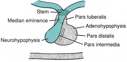 Hypophysis / glandula pituitaria agyfüggel ggelékmirigy / turhamirigy recessus FEJLİDÉSE (pituita narium=orrváladék) infundibularis 0,6 g chiasma opticum hypophysis nyél lobus posterior / pars