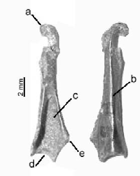 Földtani Közlöny 139/3 (2009) 267 Ord. Charadriiformes (HUXLEY, 1867) Fam.