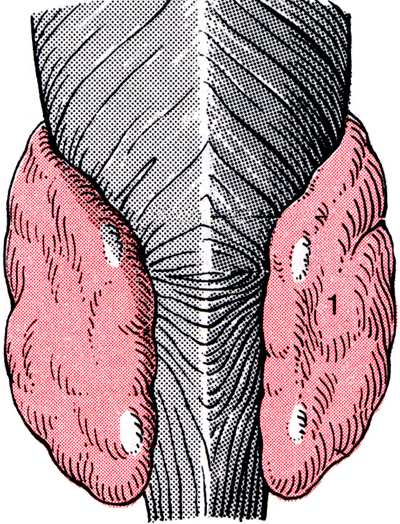 Pajzsmirigy glandula thyroidea ELÖLN LNÉZET HÁTULNÉZET a. carotis ext. a. thyroidea sup. lobus pyramidalis a. thyroidea inf. a. thyrocervicalis a.