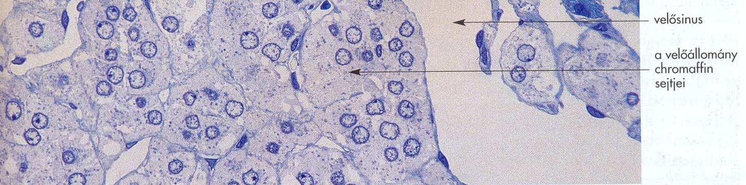 Mellékvese sinus-rendszere fenesztrált sinus-rendszer - kérgi sinusok a - kérgi arteriolák velı