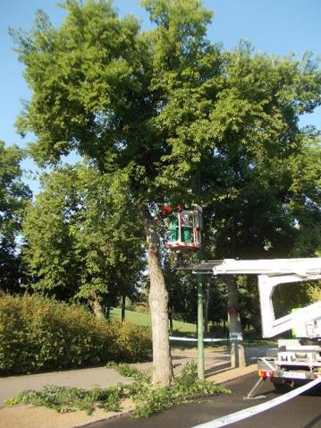 A metszés A városban élő fáknak, különösen azoknak, amelyek forgalmas helyeken állnak, kezdettől fogva, tehát fiatal koruktól öreg