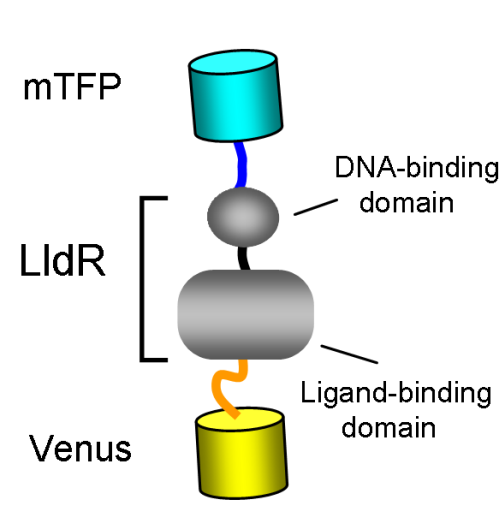 módszer: genetically encoded FRET sensor Laconic in vivo imaging asztrociták és neuronok intravénásan adott L-laktátot akkumulálják az asztrocitáknak szignifikánsabb magasabb a laktát-szintje, mint a