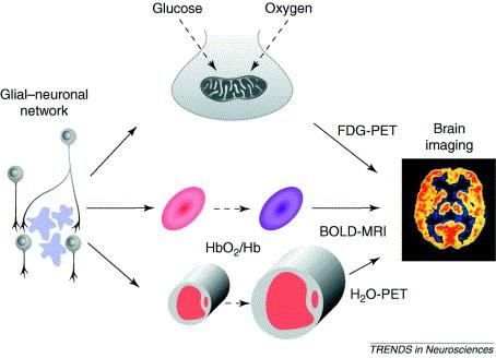 Glia-neuron interakció Metabolikus együttműködés Agy metabolikusan legaktívabb szervünk: - a teljes testtömegnek csak 2 %-a, de - de a teljes vérellátás 15%-a - a teljes oxigén felhasználás ~20%-a -