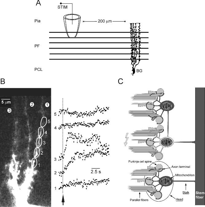 Glia-neuron interakció Példa 2.