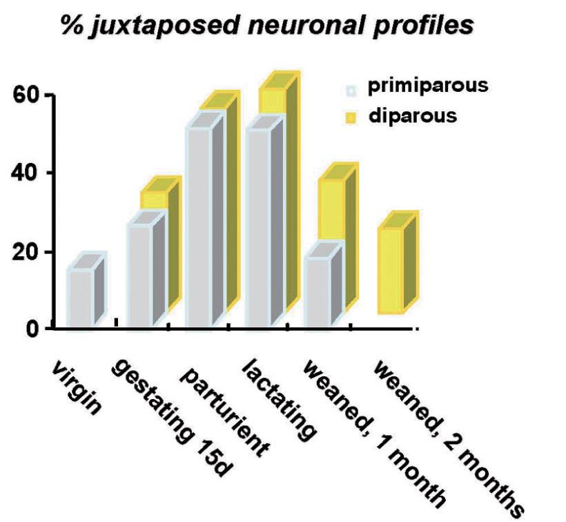 3. Gliotranszmisszió és asztrocita morfológiai remodelling asztro SON első alkalommal vemhes; stb SON nucleus supraopticus: vajúdás, tejelválasztás alatt OT neuronok glia borítottsága nagyon