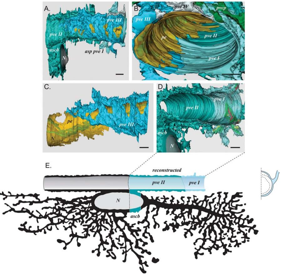 Neurovaszkuláris kapcsoltság Serial Section Electron Microscopy and 3D Reconstruction The capillary surface is completely covered by a perivascular glial sheath.