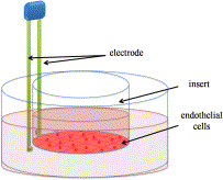 Neurovaszkuláris kapcsoltság NVU Neurovaszkuláris unit (NvU) extended NvU: neuronok, asztrociták, mikroglia, endotél pericita,