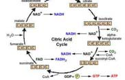 A) Glikolízis+Terminális oxidáció Ehhez kell O 2 aerob anyagcsere Ox. Nélkül (anaerob anyagcsere): Más úton regenerálódik a NADH, pl.: piruvát >tejsav redukció NAD képz. v.