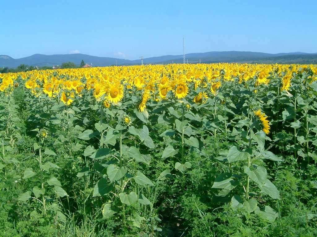 Mezőgazdasági terület a falu alatt