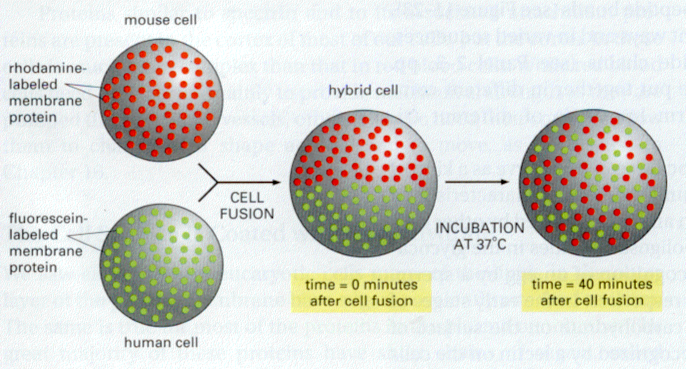 A membrán dinamikája Frye és Edidin-féle sejtfúziós kísérlet Singer és Nicolson-féle folyadék-mozaik membrán-modell: a