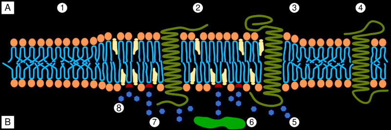 1 integrin Kv1.