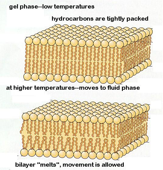 A membrán fázisállapotai T<T m, gélszerű állapot, a zsírsav láncok szorosabb pakolódása korlátozott molekuláris mozgások és diffúzió T>T m,
