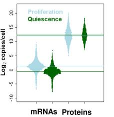 Miért van szükség proteomikára? Miért vizsgáljunk fehérjéket? kb. 42000 mrna tranzkript/osztódó sejt 2,4 mrns kópia/sejt kb.