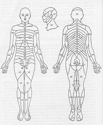 Kisugárzó fájdalmak A fájdalom mechanizmusa Viscerális Szomatikus Neuropátiás A lézió helye (például) Rekeszi irritáció Vizeletelvezető rsz Pharynx C7 Th1 L1 L2 Csípőizület Ideg, vagy plexus Ideggyök