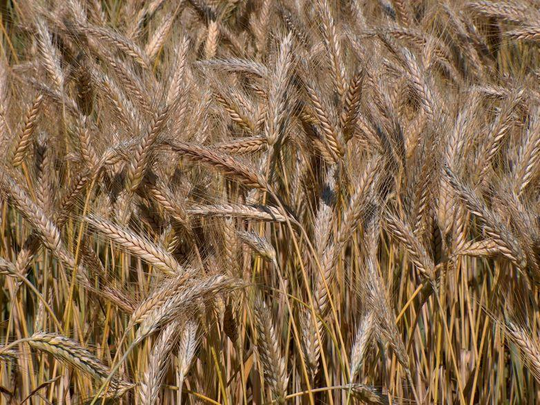 Poaceae (Gramineae) pázsitfűfélék 95-115 cm magas