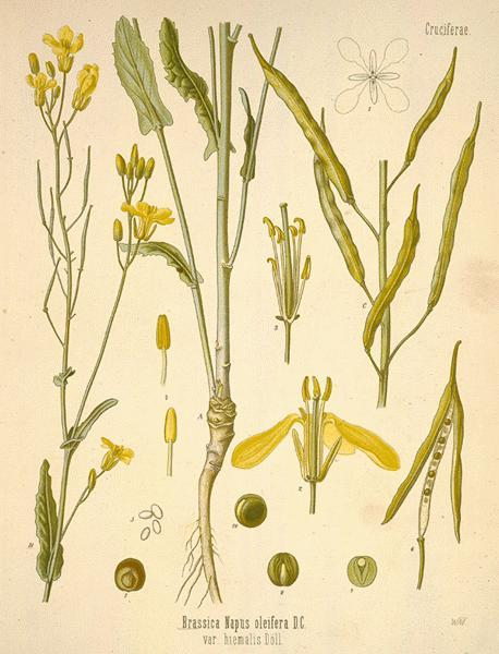 Őszi káposztarepce Cruciferae (Brassicacea) keresztesvirágúak mélyre hatoló orsós főgyökér elágazó,