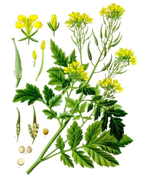 Cruciferae (Brassicacea) keresztesvirágúak karószerű, alig elágazó gyökér hengeres dudvás