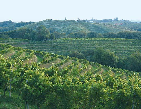 mediterrán térségben szívesen telepítenek szőlőt egy-egy negatív anomáliával jellemezhető, hűvösebb területre is.