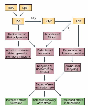 6. ábra: RelA és SpoT által aktivált P 4 G szintézis és szerepe a bakteriális sejt stresszválaszában (Gerdes és mtsai., 2005).
