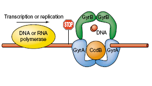 8. ábra: CcdB toxin képes gátolni a DNS giráz működését. GyrA és GyrB a giráz enzim alegységei (Buts és mtsai., 20