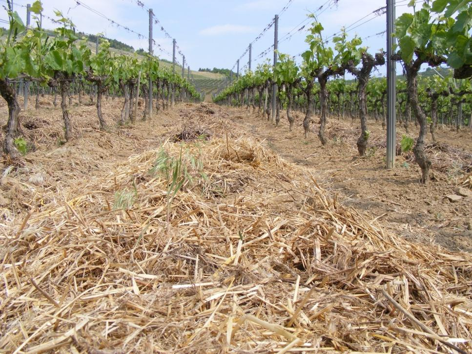 9. ábra: Árpa takarónövény a sorközökben (Tokaj-Hétszőlő Zrt., 28) 4.5.3. Szalmatakarás A sorközökben a szalma kijuttatására a 27-es évben május-június hónapban került sor, 1-2 cm (kb.