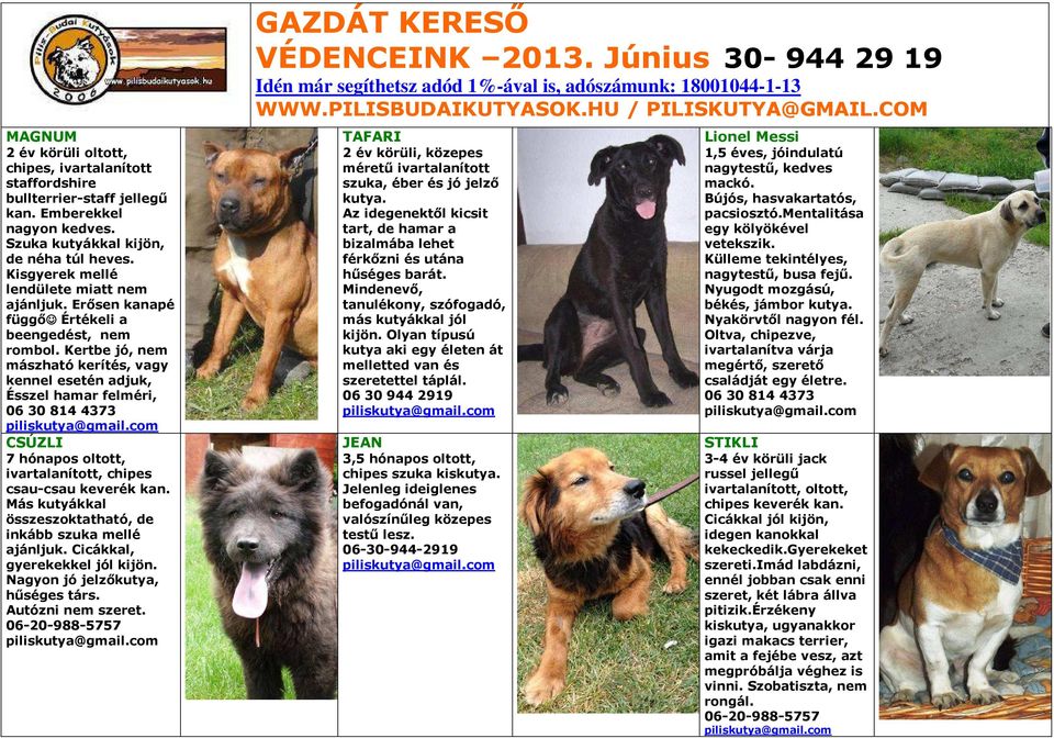 Kertbe jó, nem mászható kerítés, vagy kennel esetén adjuk, Ésszel hamar felméri, 06308144373 CSÚZLI 7 hónapos oltott, ivartalanított, chipes csau-csau keverék kan.