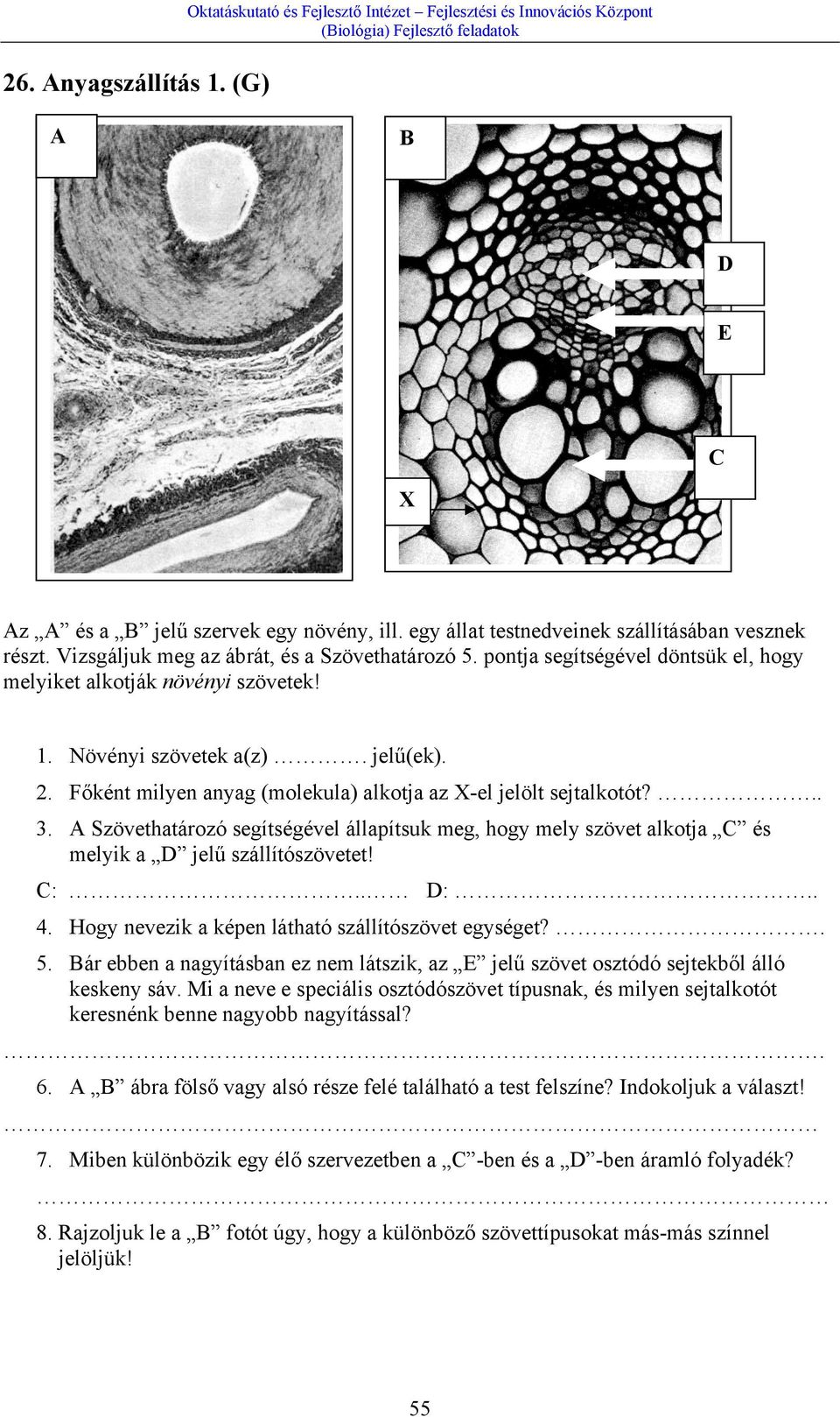 jelű(ek). 2. Főként milyen anyag (molekula) alkotja az X-el jelölt sejtalkotót?.. 3. A Szövethatározó segítségével állapítsuk meg, hogy mely szövet alkotja C és melyik a D jelű szállítószövetet! C:.