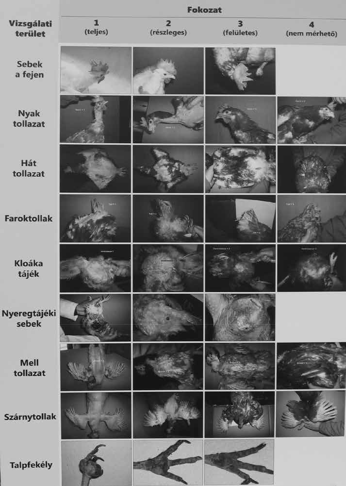 38 Budai és mtsai: Kutatás-fejlesztés és innováció 2. kép Referencia fotók az Etológiai Csoportos Teszt elvégzéséhez (Tauson, 2006) Photo 2.