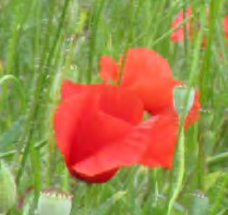 anche i fiori di lillà) significava perdere, nel grand'angolo, la visibilità del papaverino, e inoltre qualcuno poteva osservare che non trattavasi di una foto attuale, 2016, ma remota, d'un anno o