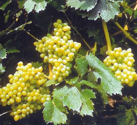 2.obrázok: Hrozno 4
