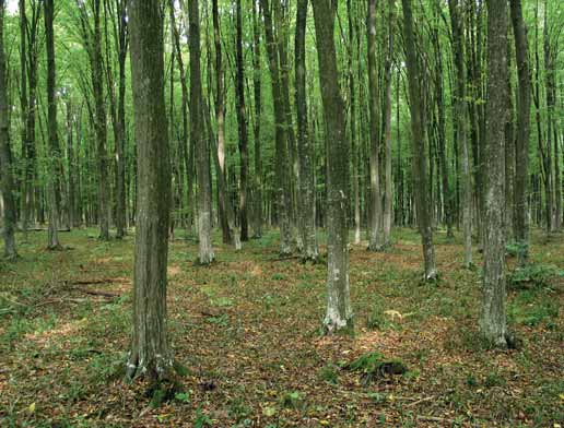 Bölöni János Gyertyán (Carpinus betulus) uralta gyertyános-kocsányos tölgyes Belső-Somogyban körülmények között jellemző pl.