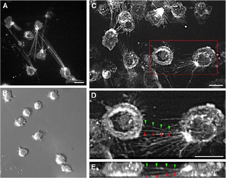 Membrán nanocsövek Nanocső alagutak (tunneling nanotubes, TNTs)