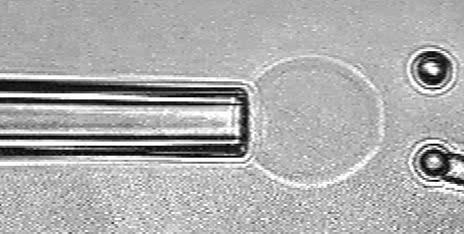 Nanocsövek összeolvadása [Cuvelier, Derényi, Bassereau, Nassoy, Biophys. J.