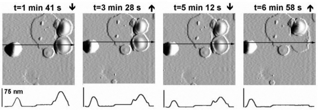 Kalapképződés: membrán-membrán adhézió 3.5µm 3.