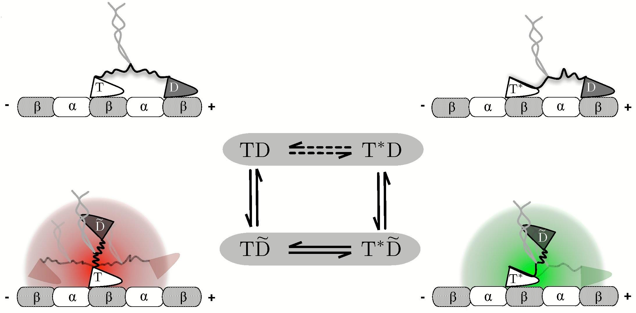 Kinezin modell A reakciókinetika és polimerdinamika együttes tárgyalásával megmutattuk, hogy a két fej koordinációjáért nem a necklinker által