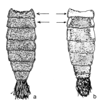 A DÉL DUNÁNTÚL ÜVEGSZÁRNYÚ LEPKEFAUNÁJA 355 12. S. andrenaeformis (Laspeyres, 1801) 13. S. myopaeformis (Borkhausen, 1789) 14. S. melliniformis (Laspeyres, 1801) 15. S. vespiformis (Linnaeus, 1761) 16.