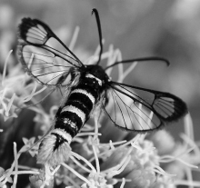 A DÉL DUNÁNTÚL ÜVEGSZÁRNYÚ LEPKEFAUNÁJA 357 4. ábra: A Synanthedon vespiformis Linnaeus, 1761 imágója Fig. 4. Adult of Synanthedon vespiformis Linnaeus, 1761 3.