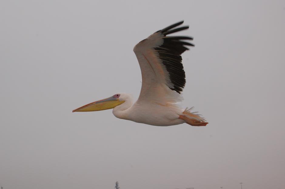 Család: Pelecanidae Gödényfélék Pelecanus onocrotalus - rózsás gödény Nagyobb tavakon,