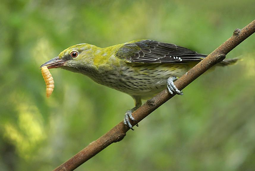 Család: Oriolidae Sárgarigófélék Oriolus oriolus - sárgarigó Nyílt lomberdőkben, ligeterdőkben, ritkábban kertekben, útmenti