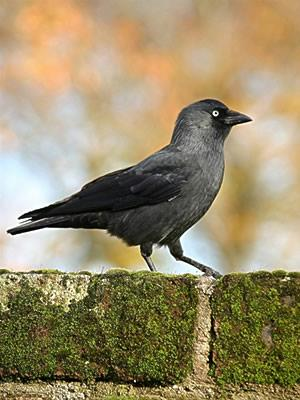 Corvus monedula - csóka Tarkója és begye szürke, szeme ezüstös.