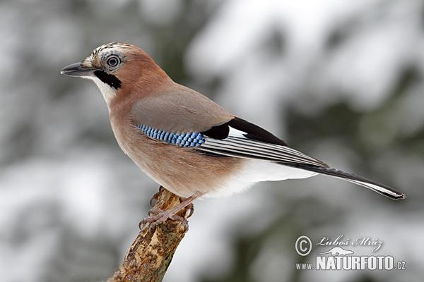 Garrulus glandarius - szajkó Feje és hasa barna alapszínű, rózsaszínes árnyalattal. Szárnyán a válltollak és a fiókszárny égszínkék, fekete harántsávokkal.