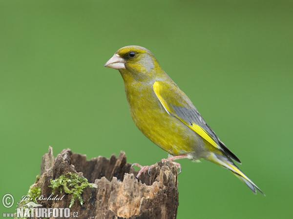 Carduelis chloris - zöldike A hím élénkzöld színezetű, szárnyán és farkán sárga foltokkal, a