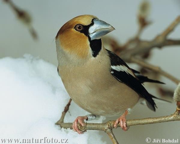 Coccothraustes coccothraustes - meggyvágó A legnagyobb európai pintyféle, hatalmas, fényesen csillogó kúpos csőre van.