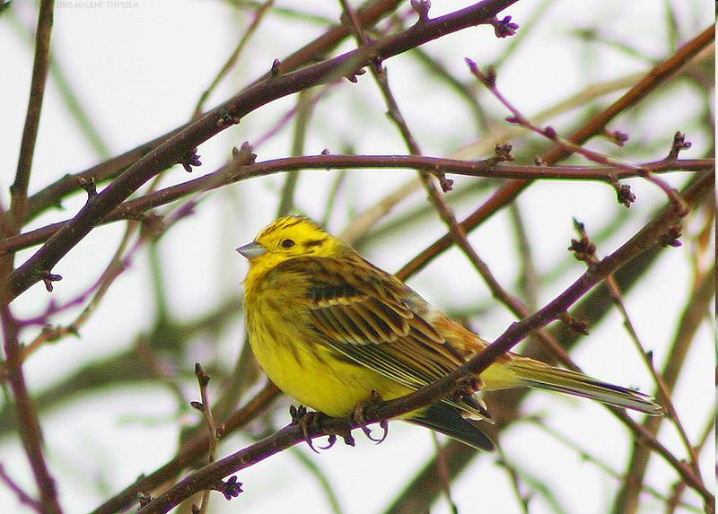 Család: Emberizidae Sármányfélék Emberiza citrinella - citromsármány Élénksárga színű madár, farkcsíkja rozsdabarna, a hím