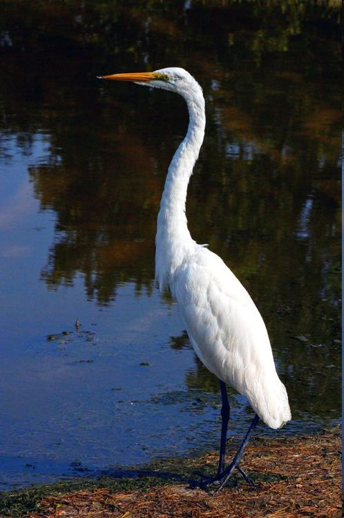 Egretta alba - nagy kócsag Hófehér tollazat, sárga csőr (kivéve nászidőszak).